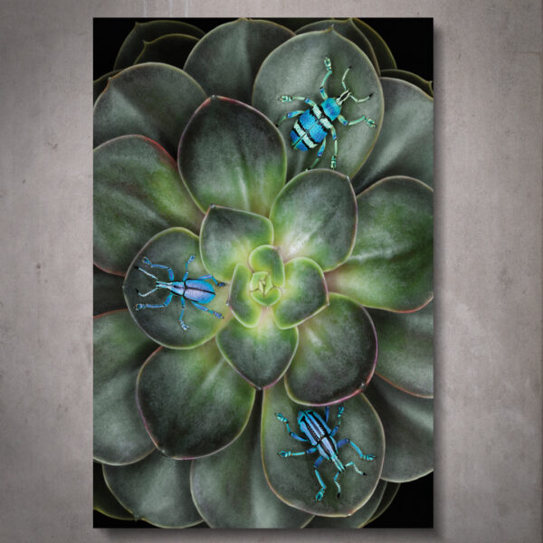 Quadro Guine - Image 2