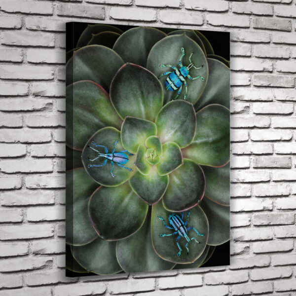 Quadro Guine - Image 7